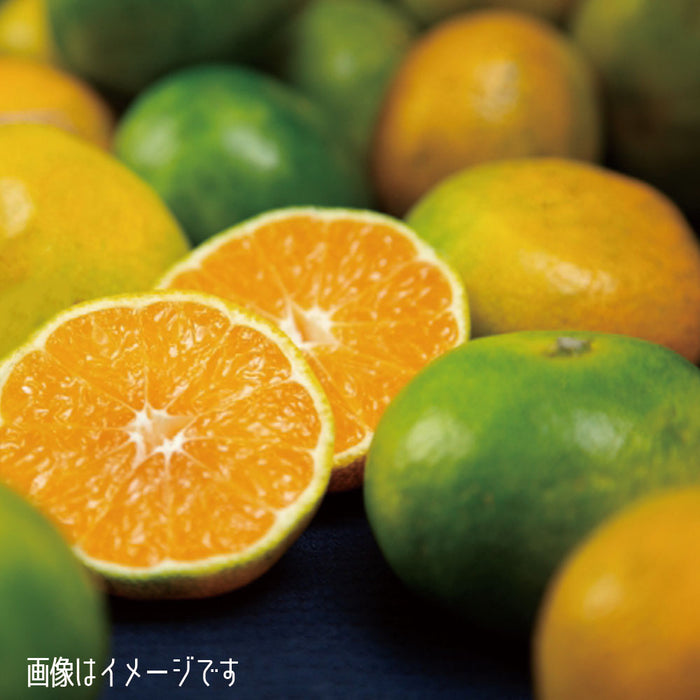 【愛媛県興居島産】極早生みかん【青秀】Mサイズ約5kg