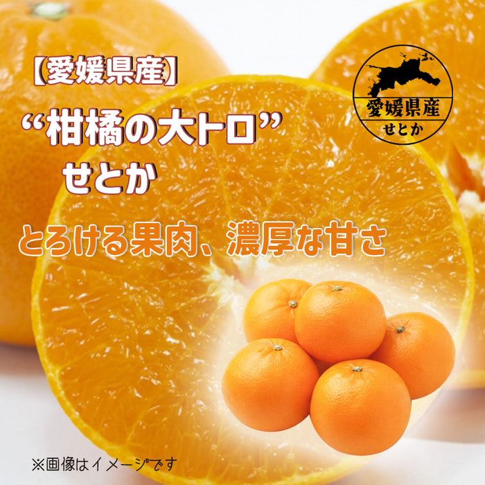 【愛媛県産】せとか約3kg