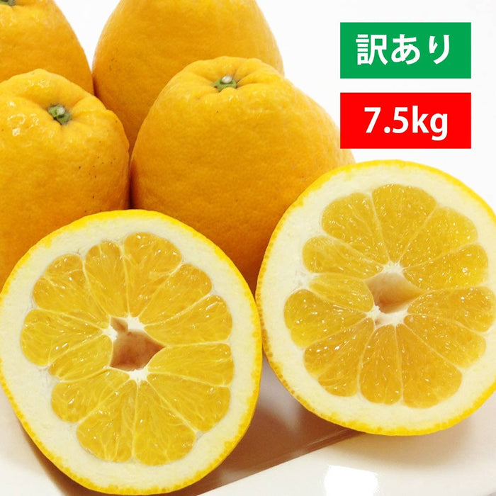 河内晩柑 訳あり 7.5kg（愛媛・西宇和産）