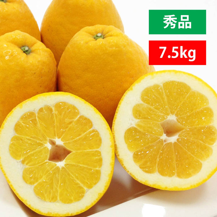 河内晩柑 秀品 7.5kg（愛媛・西宇和産）