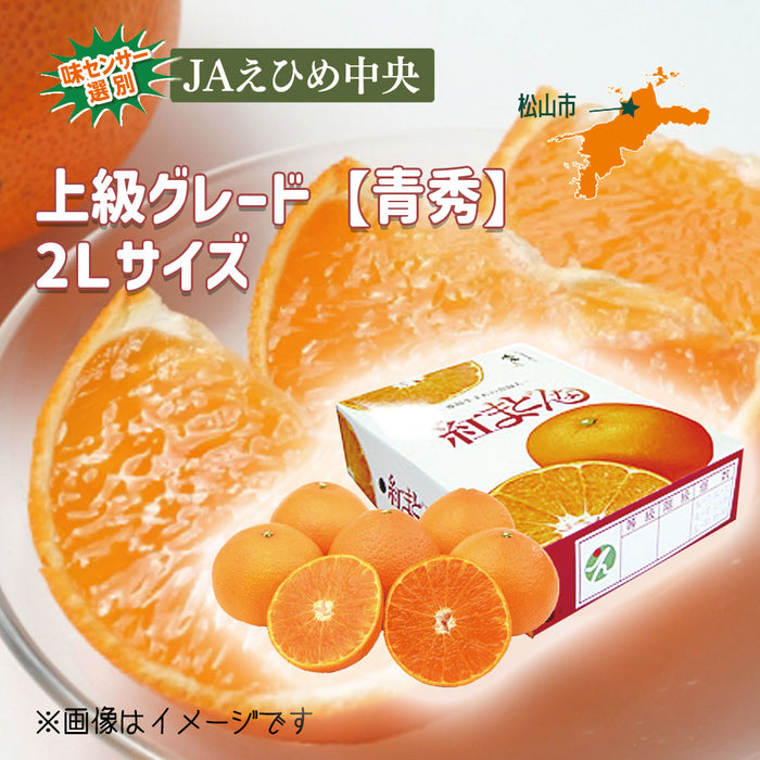 ★送料無料★紅まどんな【青秀】2Lサイズ2.7kg（C-2）