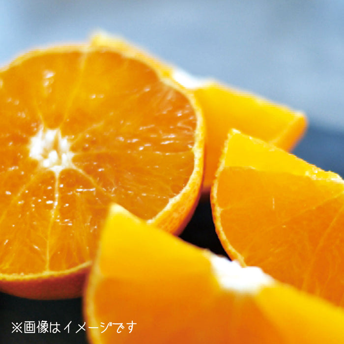 ★送料無料★紅まどんな【青秀】Lサイズ2.7kg（C-1）