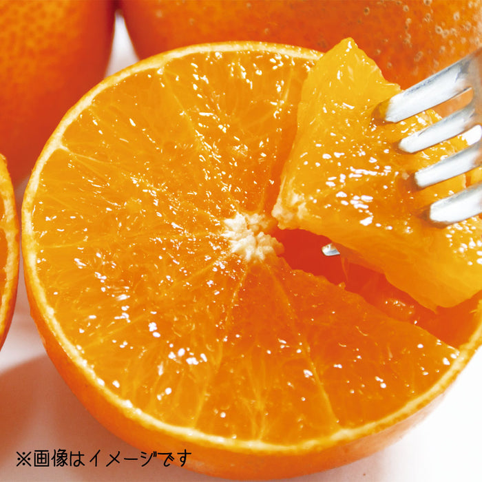 ★送料無料★紅まどんな【青秀】Lサイズ2.7kg（C-1）