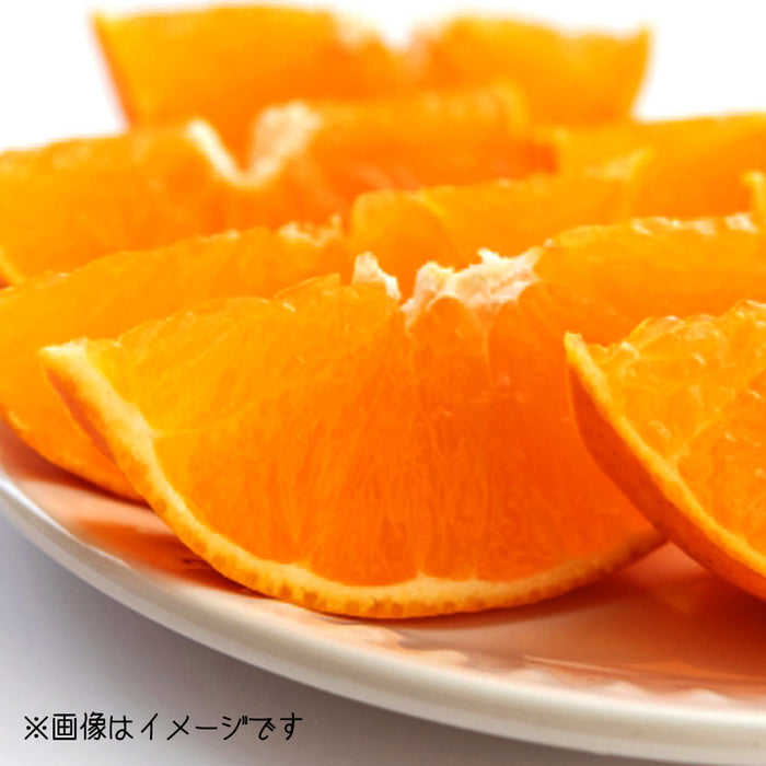 ★送料無料★紅まどんな【〇印】2Lサイズ2.7kg（C-4）