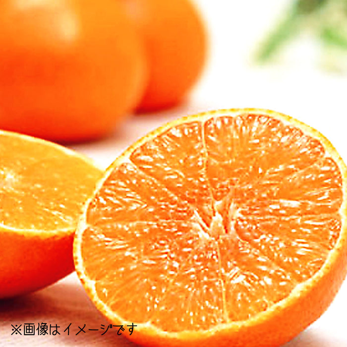 ★送料無料★紅まどんな【〇印】Lサイズ2.7kg（C-3）