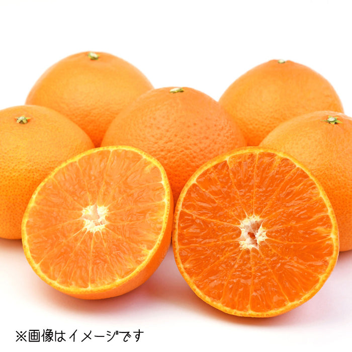 ★送料無料★紅まどんな【〇印】2Lサイズ2.7kg（C-4）