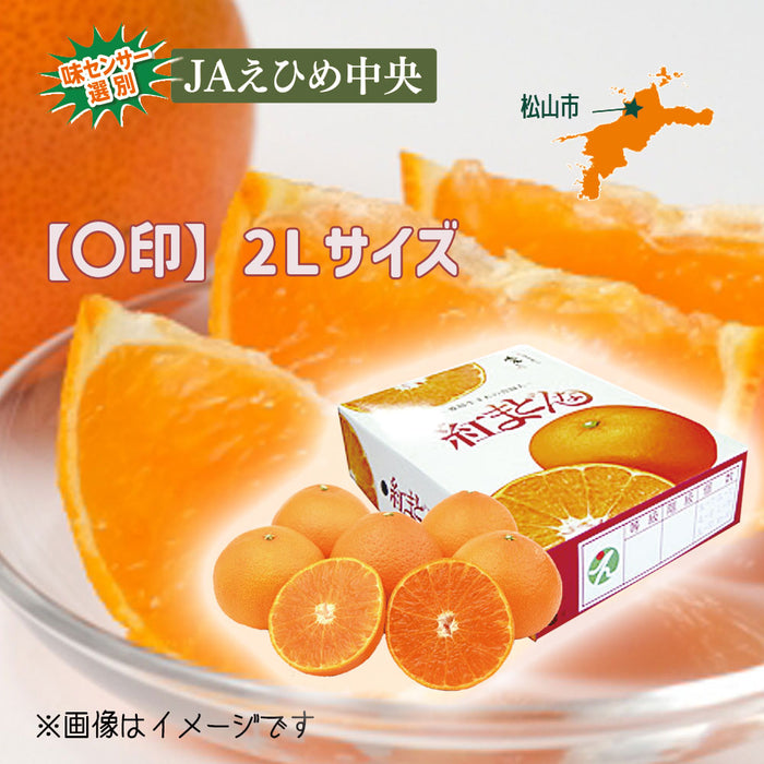 ★送料無料★紅まどんな【〇印】2Lサイズ2.7kg（C-4）