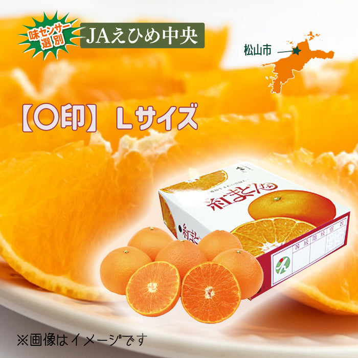 ★送料無料★紅まどんな【〇印】Lサイズ2.7kg（C-3）