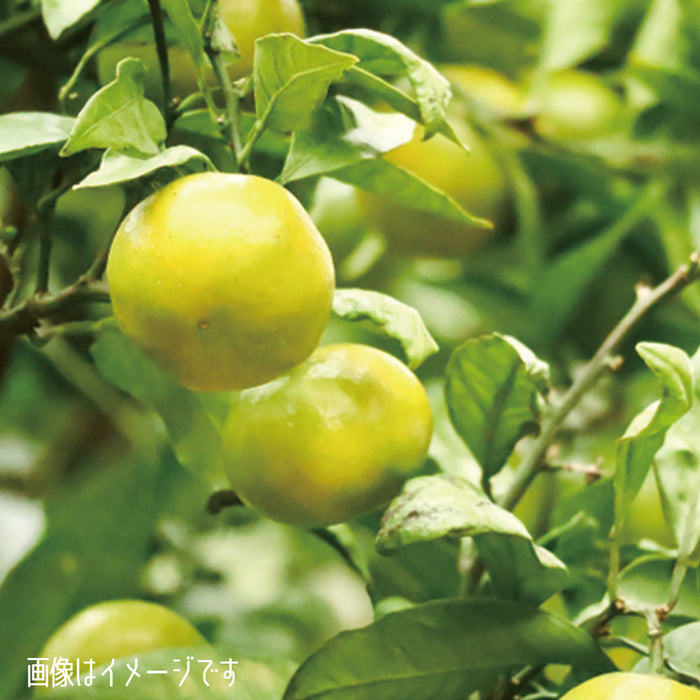 【愛媛県興居島産】極早生みかん【青秀】Mサイズ約5kg