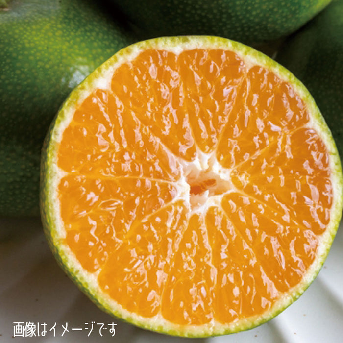 【愛媛県興居島産】極早生みかん【青秀】Mサイズ約5kg