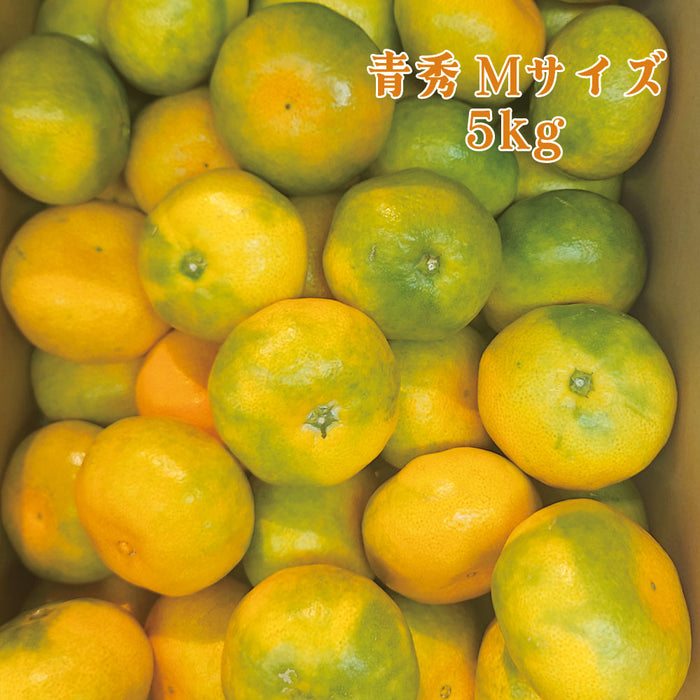 【愛媛県興居島産】極早生みかん【青秀】Mサイズ約5kg