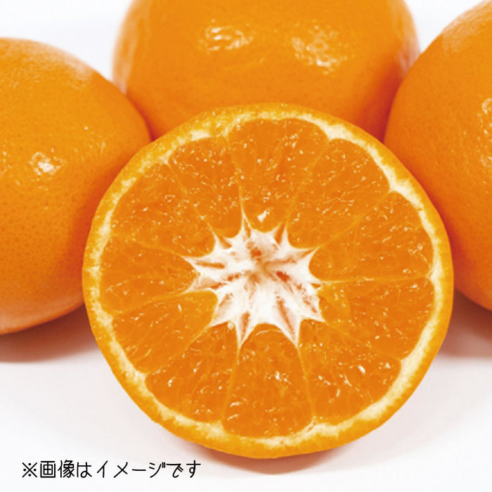 ★送料無料★はれひめ「瀬戸の晴れ姫」4kg（O-1）