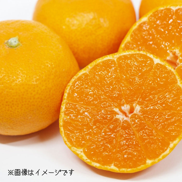 ★送料無料★日の丸みかん「千両」5kg（N-1）