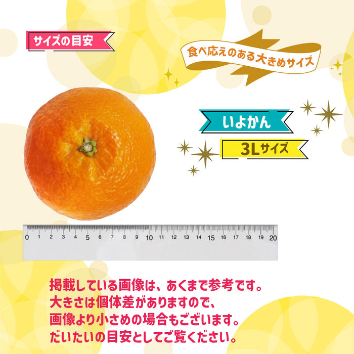 【愛媛県産】伊予柑(優)3Lサイズ約10kg
