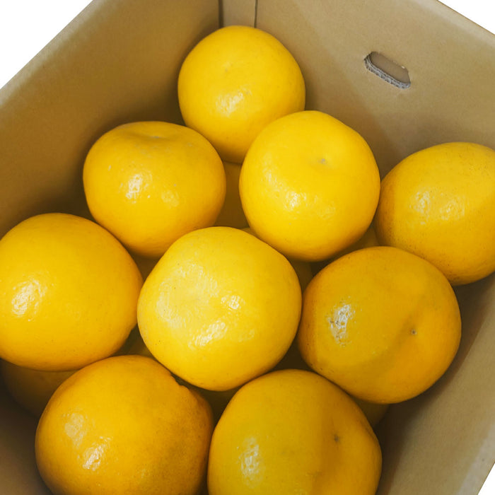 【愛媛県産】河内晩柑 約9〜10kg