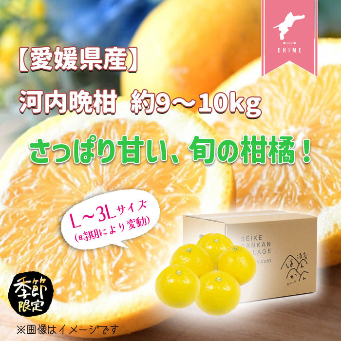 【愛媛県産】河内晩柑 約9〜10kg