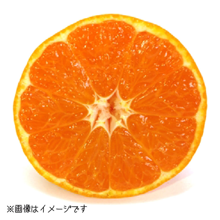 ★送料無料★うわの赤箱「南柑20号」10kg（U-3）