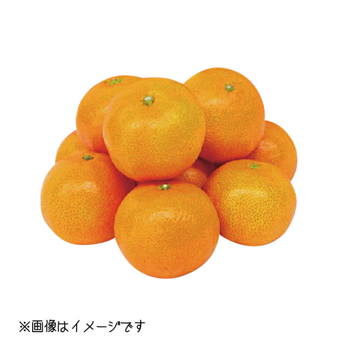 ★送料無料★うわの赤箱「南柑20号」10kg（U-3）