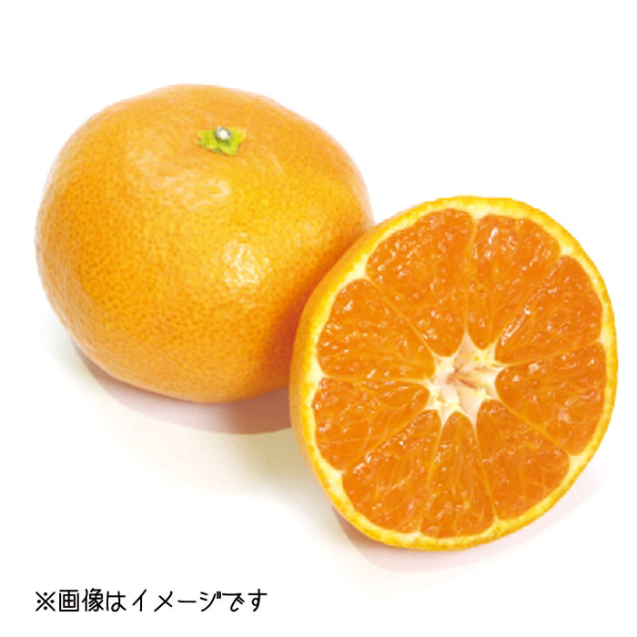 ★送料無料★うわの赤箱「南柑20号」5kg（U-2）