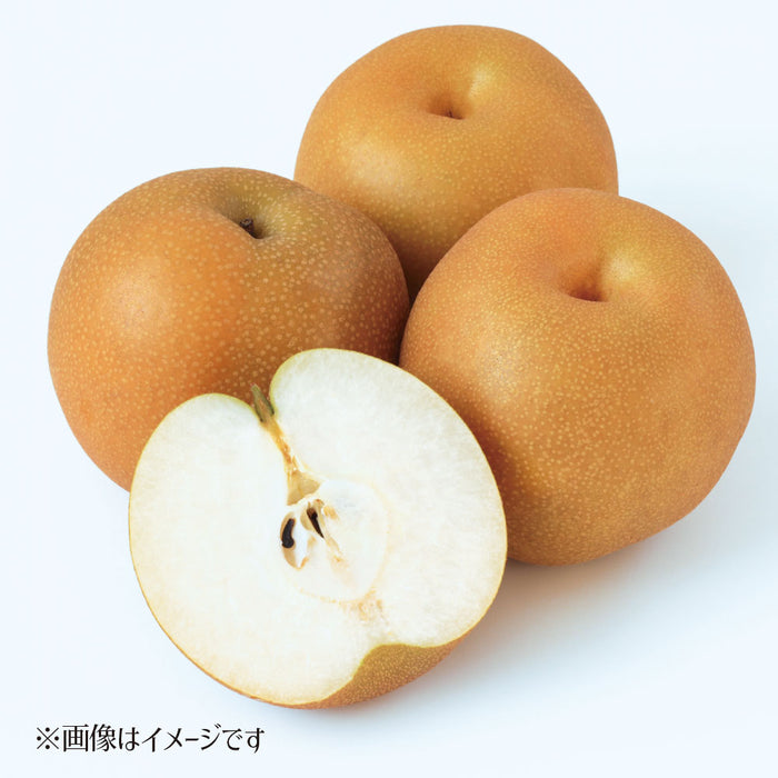 旬の味わい“愛媛県産の梨”